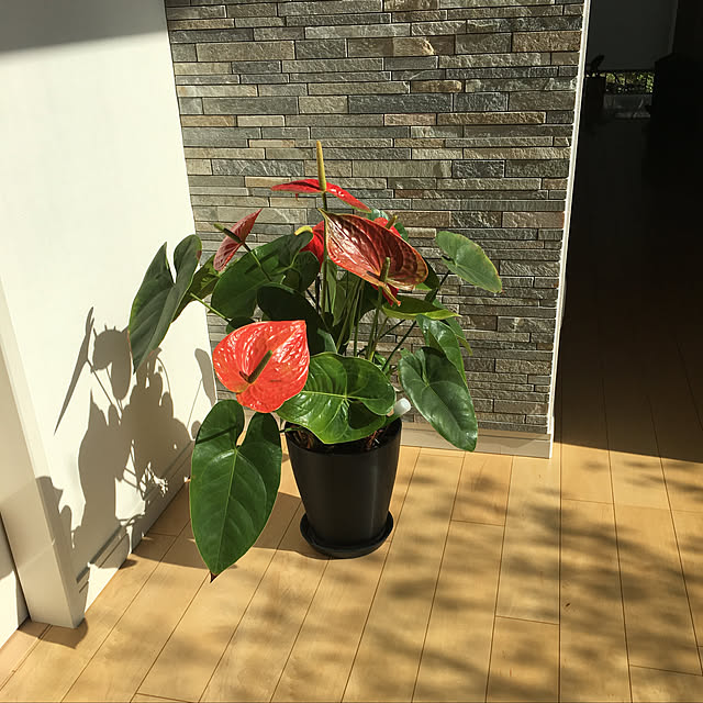 実例写真