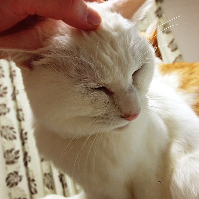 Kinanさんの実例写真