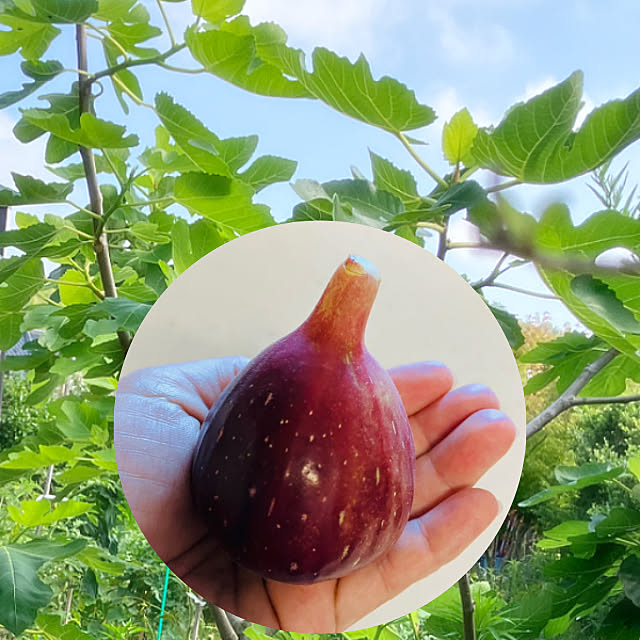 Nagakoさんの実例写真
