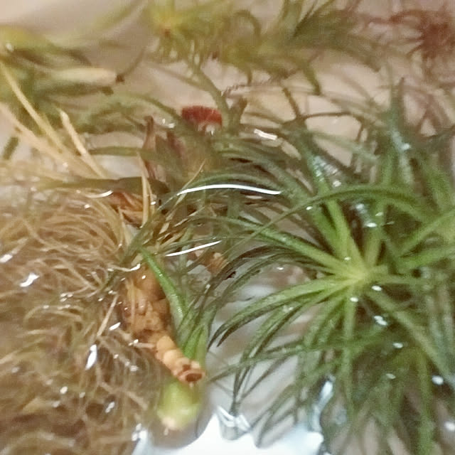 renrenさんの実例写真