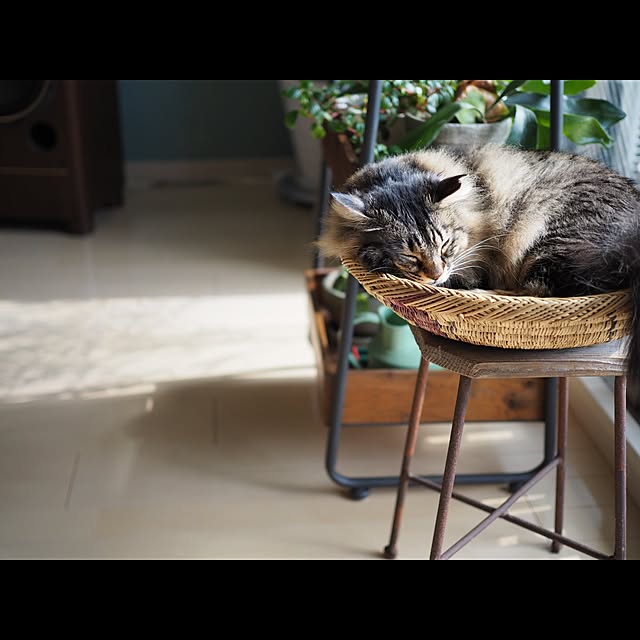 sachiblancさんの実例写真