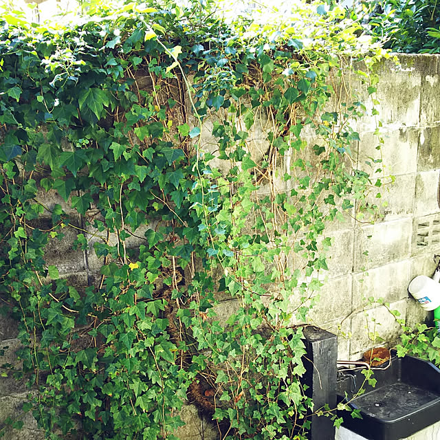 ringarintonさんの実例写真