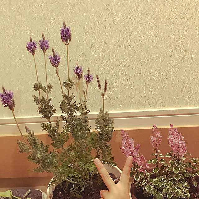 sunflowerさんの実例写真
