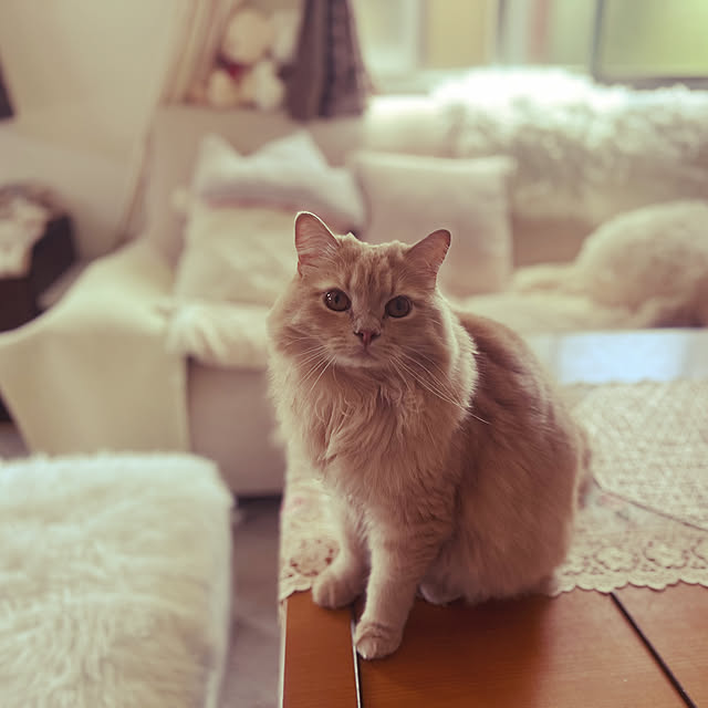 millさんの実例写真