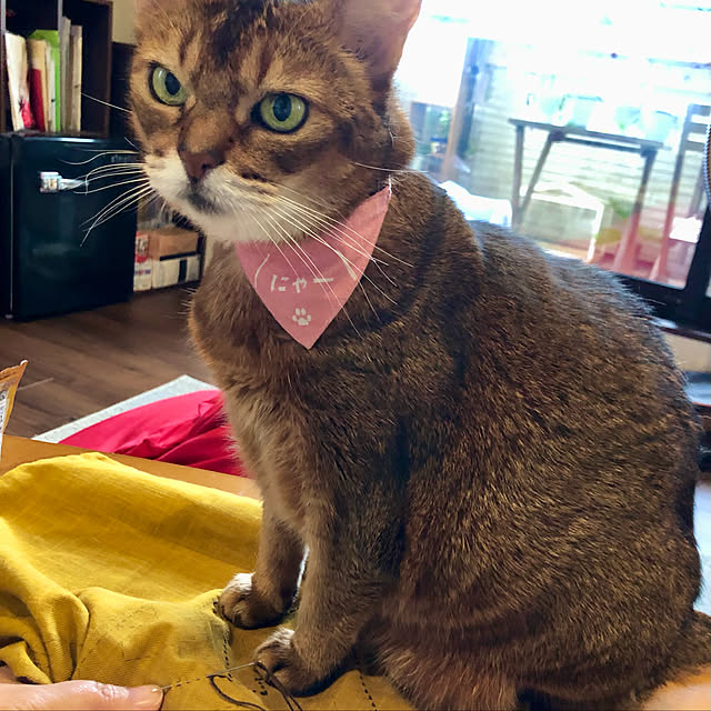 aKariさんの実例写真