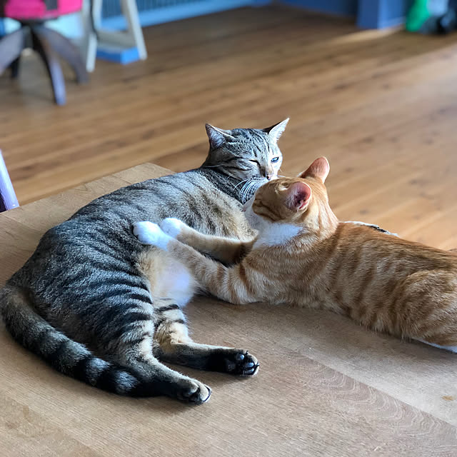 akaneさんの実例写真