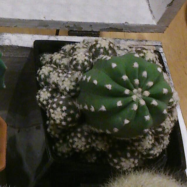 COLeCoさんの実例写真