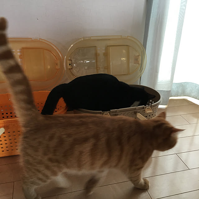 nekoさんの実例写真