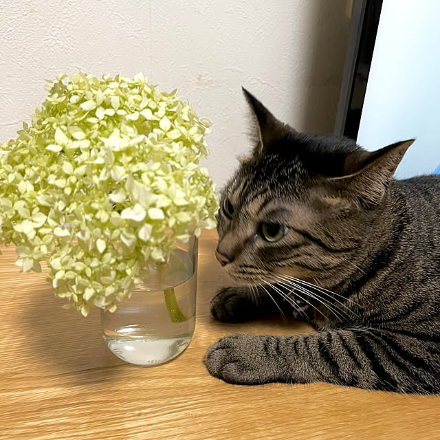 masamasaさんの実例写真
