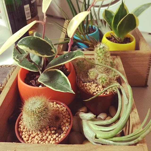 机/植物のインテリア実例 - 2014-09-23 20:38:50