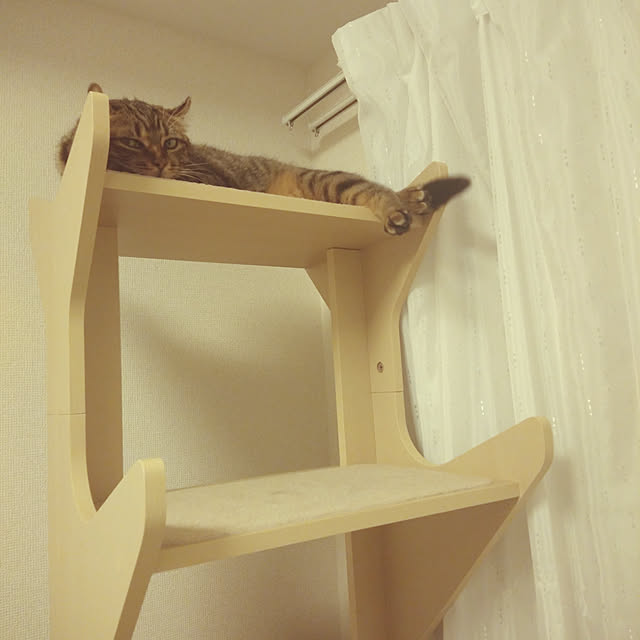 canekoさんの実例写真