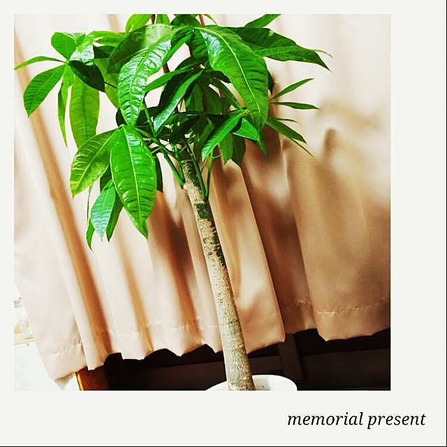 ベッド周り/NO GREEN NO LIFE/観葉植物/パキラのインテリア実例 - 2015-07-10 11:07:17