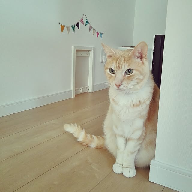Minakoさんの実例写真