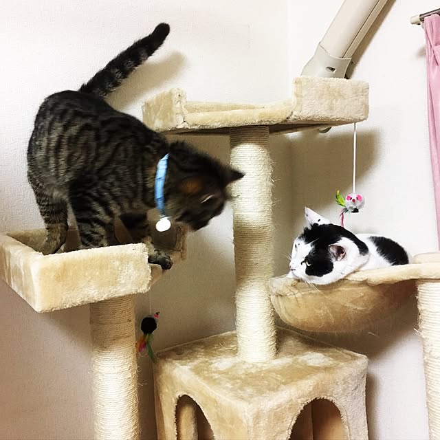 リビング/キャットタワー/猫のいる生活のインテリア実例 - 2017-07-21 00:25:24
