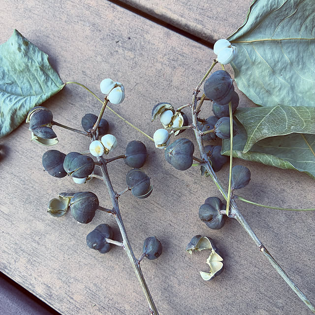 ayayayayaさんの実例写真