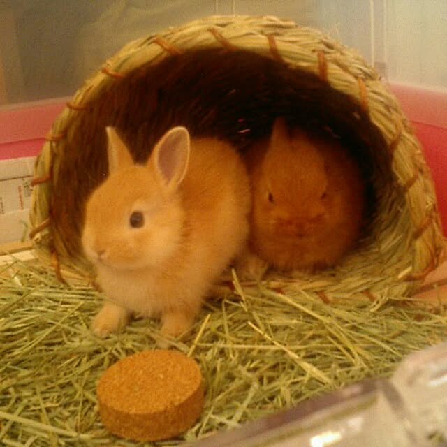 Koukinさんの実例写真