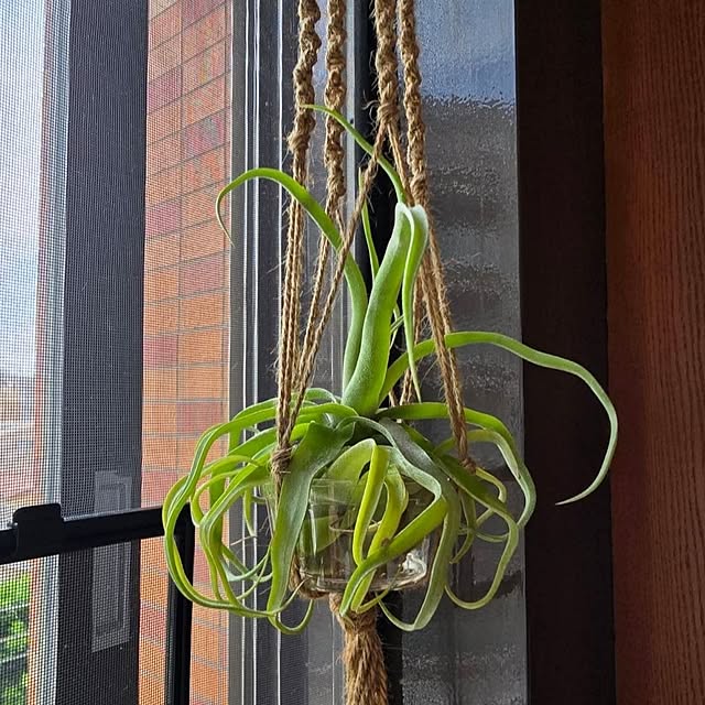 whiskerbloomさんの実例写真