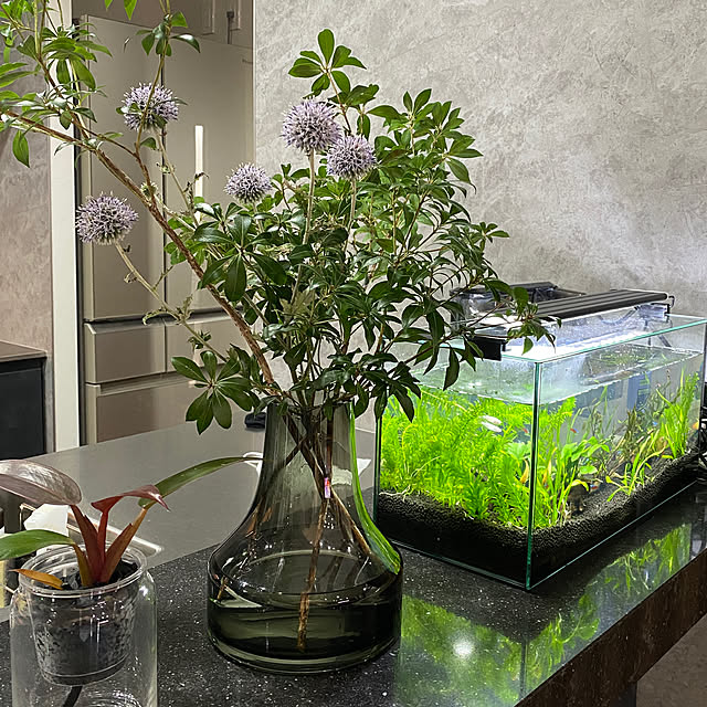 観葉植物/キッチンのインテリア実例 - 2021-07-23 21:49:46