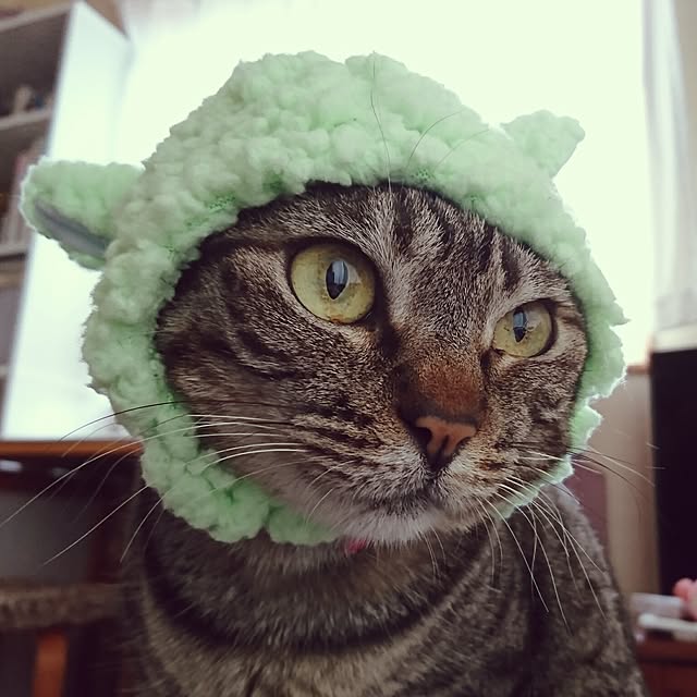 maoshinさんの実例写真