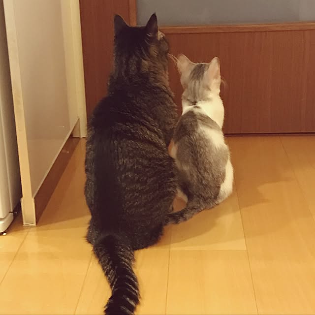 mi-mi-373さんの実例写真