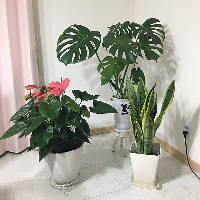 minsyaさんの実例写真