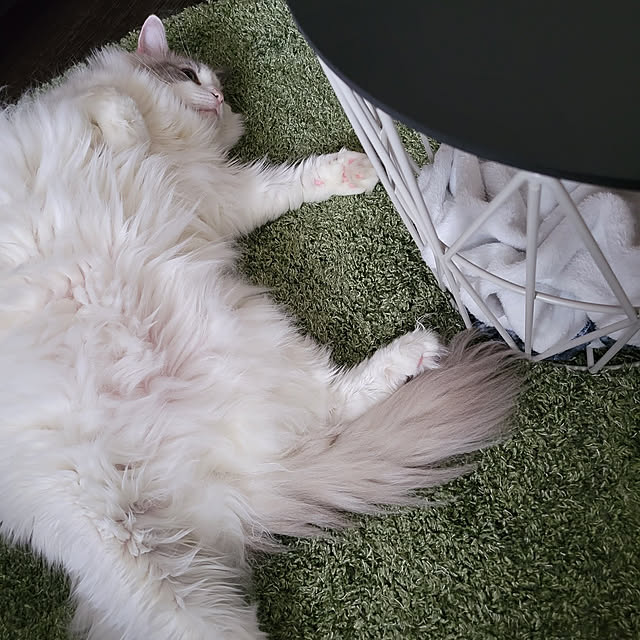 miruさんの実例写真