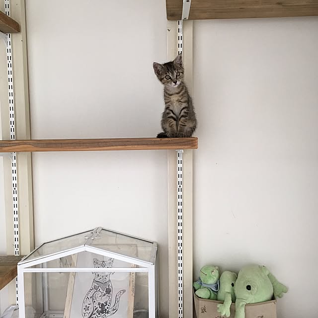 mikomaruさんの実例写真