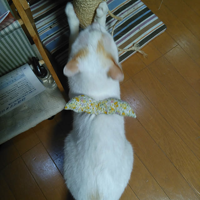 posauruさんの実例写真