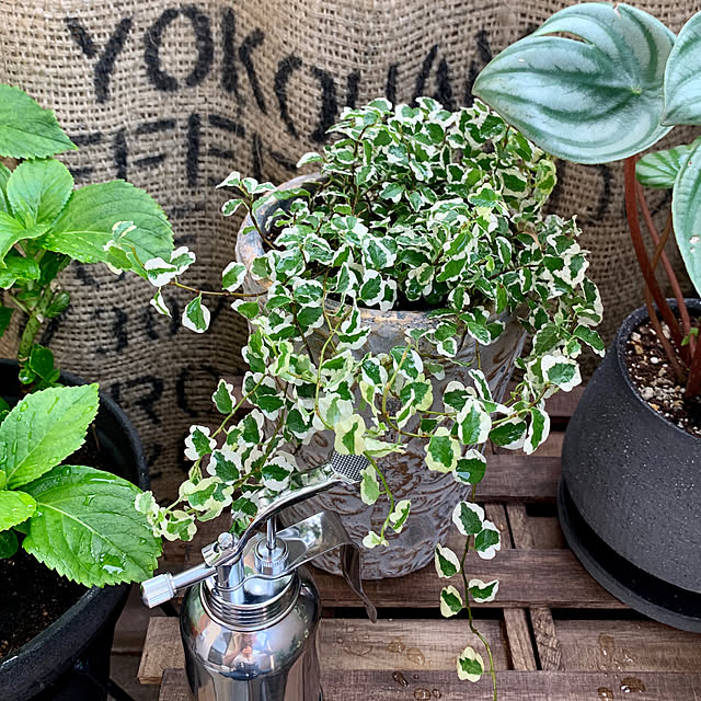 yasuyo66さんの実例写真