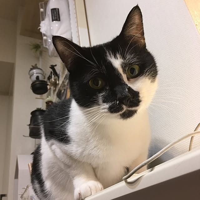 mikomaruさんの実例写真
