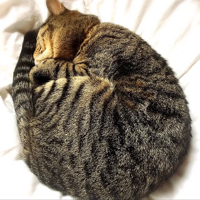 KINGさんの実例写真