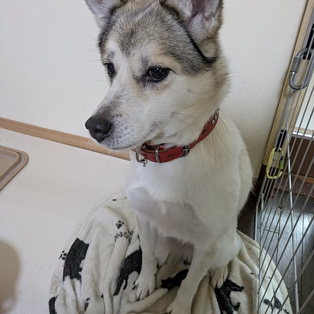 asaさんの実例写真