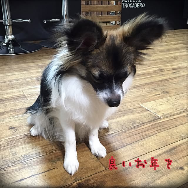 実例写真
