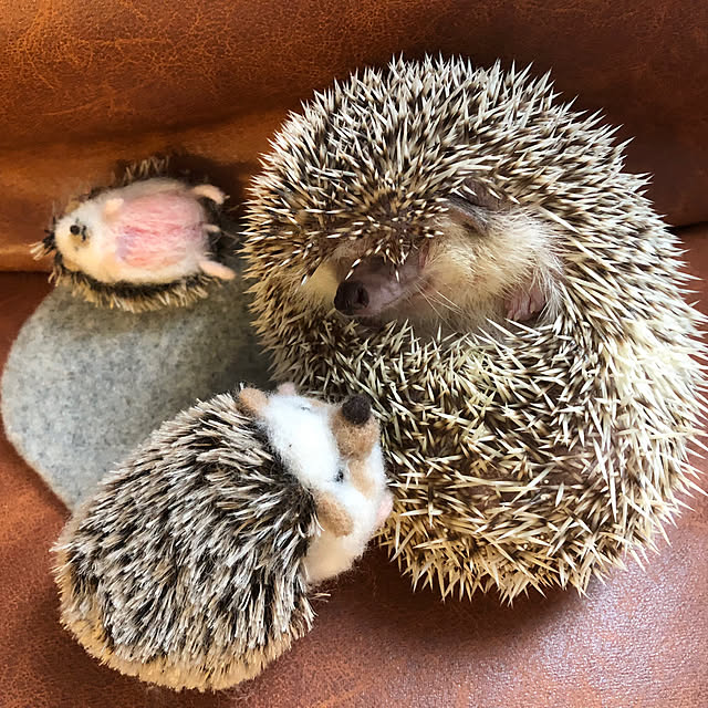 Chikakoさんの実例写真