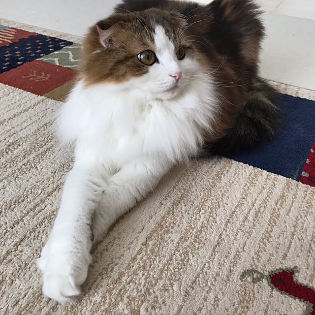 osanさんの実例写真