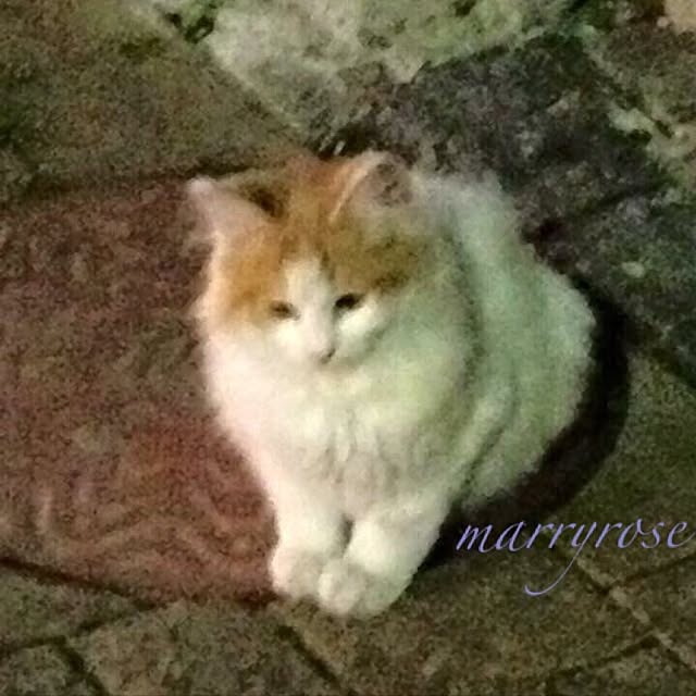 maria.rさんの実例写真