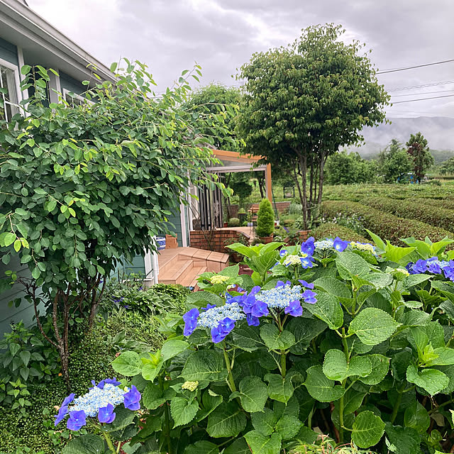 花手水/紫陽花/梅雨の楽しみ方/輸入住宅/田舎暮らし...などのインテリア実例 - 2023-06-11 08:13:56