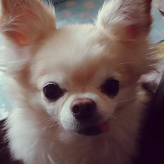 suirenさんの実例写真
