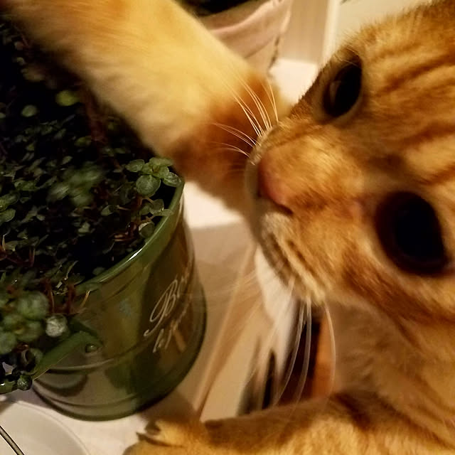 C.Tさんの実例写真