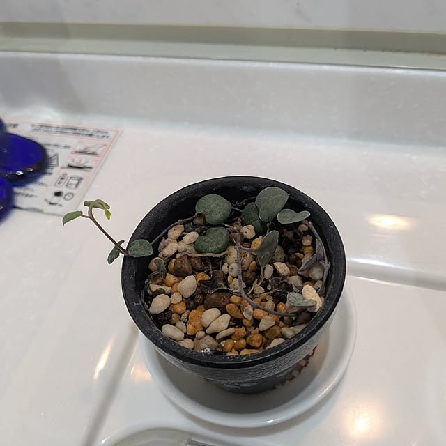 machikomamaさんの部屋