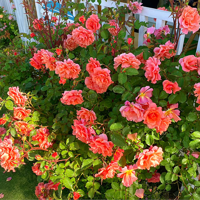 HappyRoseさんの部屋