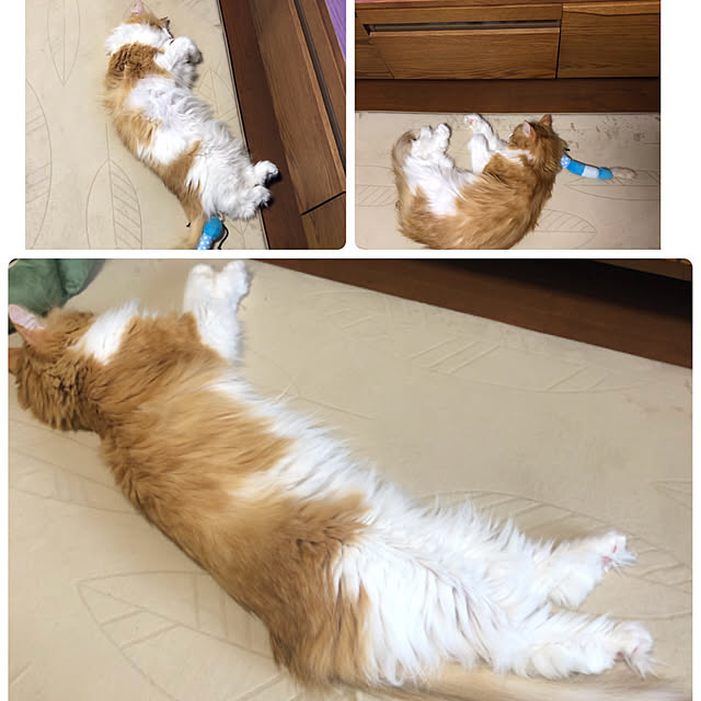 uchidaizuさんの実例写真