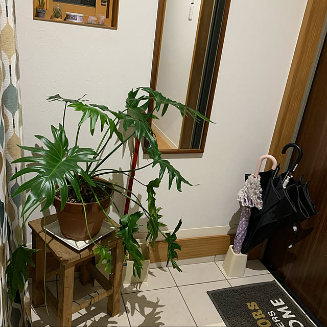 観葉植物/玄関/入り口のインテリア実例 - 2020-07-06 21:01:22