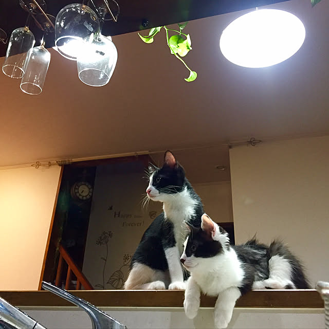 butachanさんの実例写真