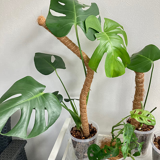 MOMOMAMAさんの部屋