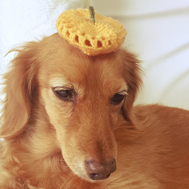 sakuさんの実例写真