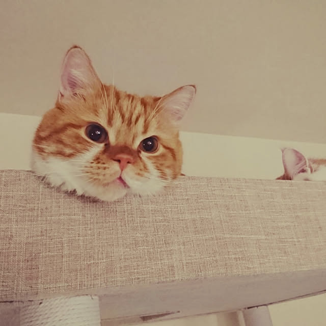 kurimiki35さんの実例写真