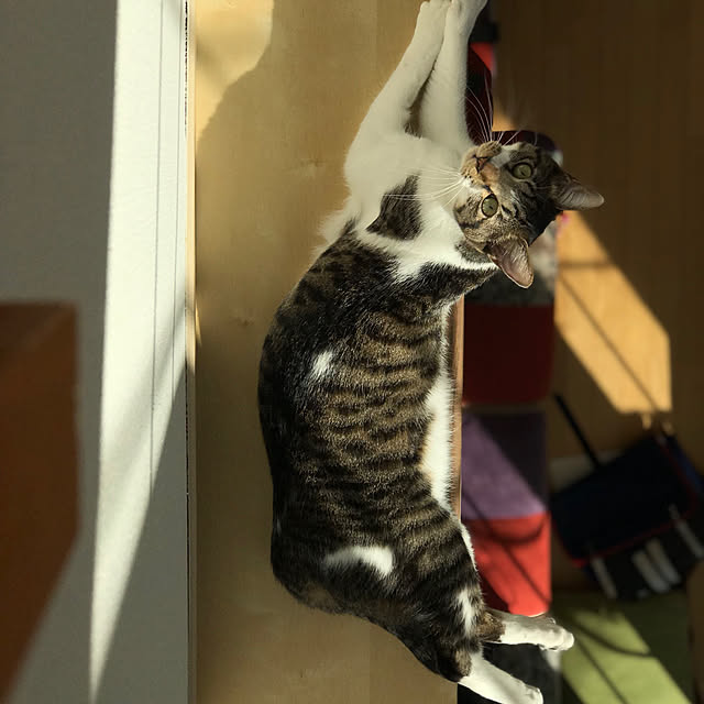 goさんの実例写真