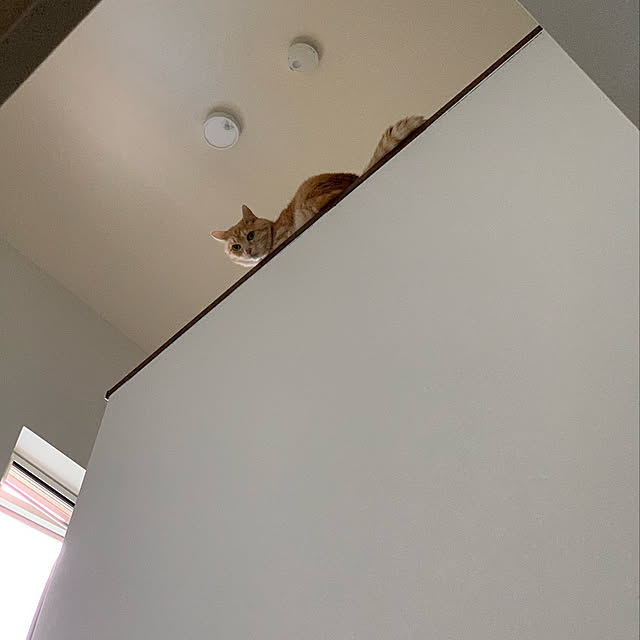 mikeume7さんの実例写真