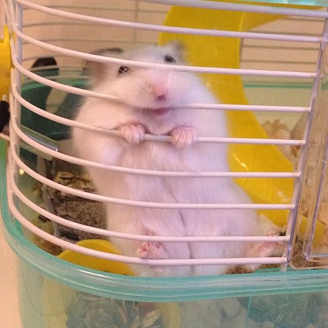 jnjnforesterさんの実例写真